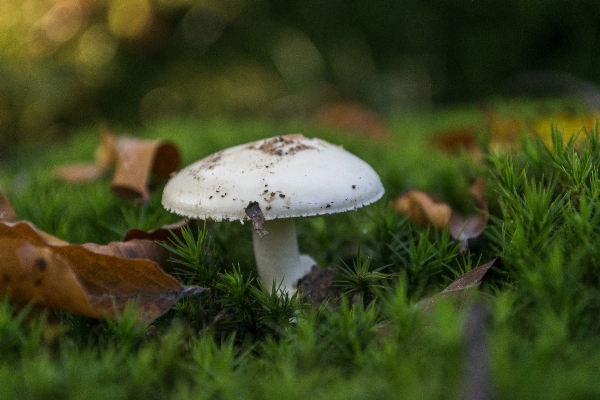 Nature forest grass outdoor Photo