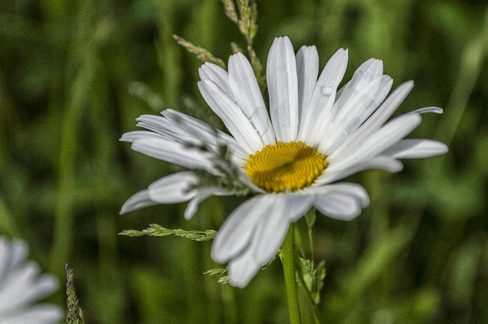 Nature herbe extérieur fleurir