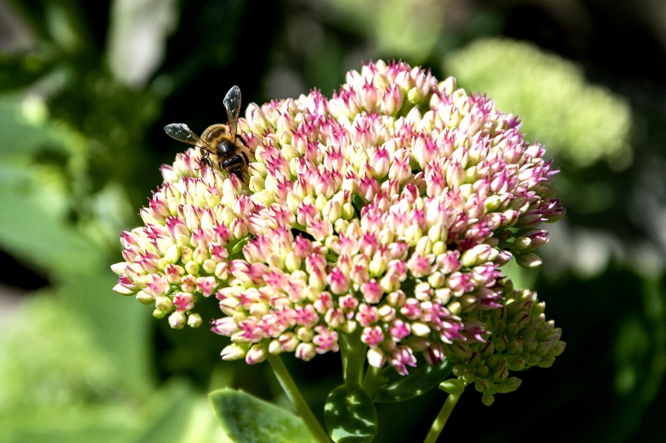 自然 アウトドア 花 植物