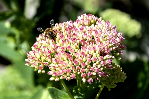 Nature outdoor blossom plant Photo