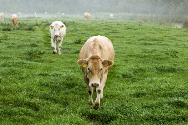 Nature grass outdoor mist Photo