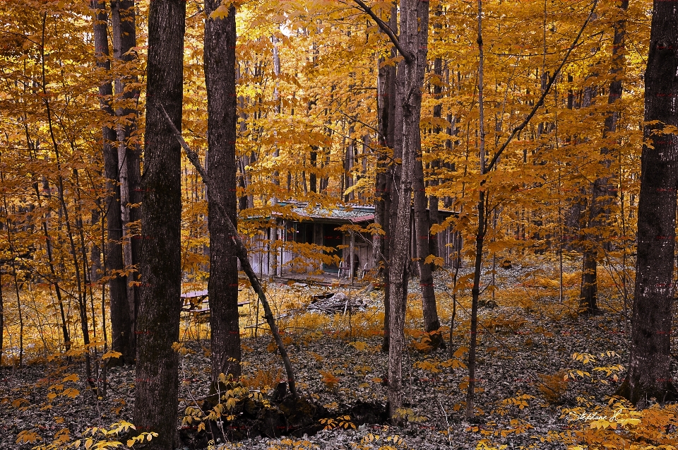 Paysage arbre nature forêt