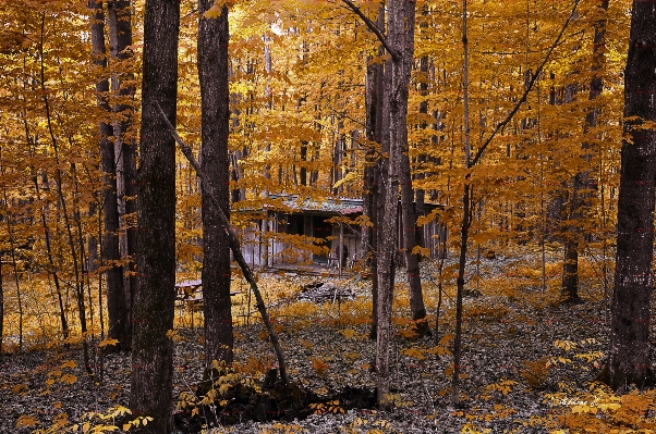 Landscape tree nature forest Photo