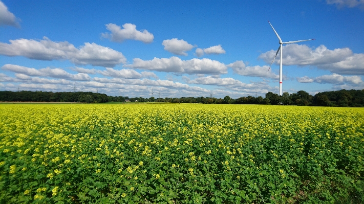 Grass plant sky field Photo