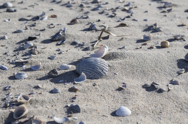 Beach sea coast water Photo