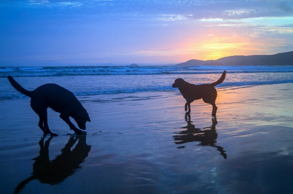 Beach sea coast water Photo