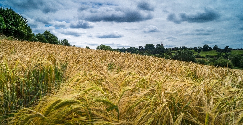 木 地平線 クラウド 植物 写真