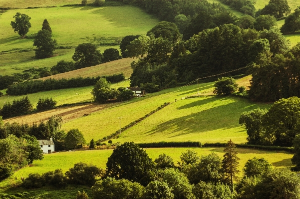 Landscape tree field farm Photo