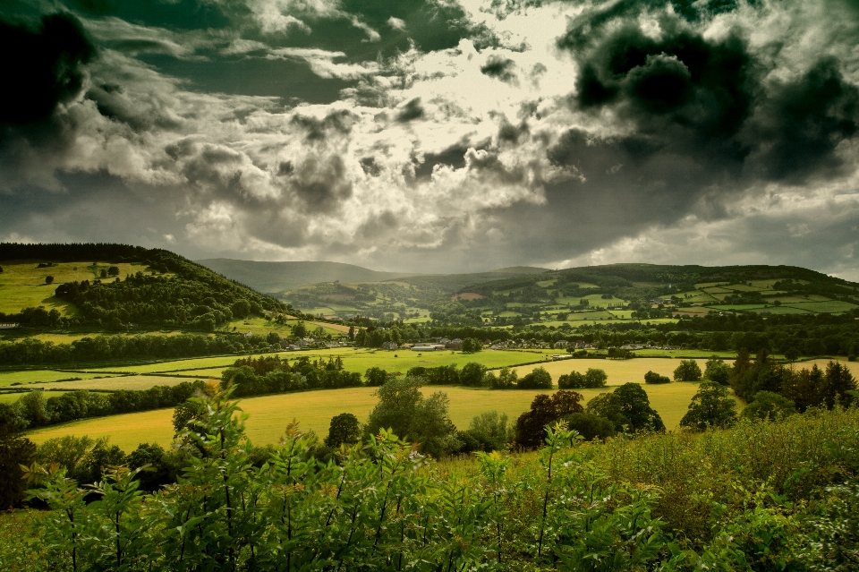 Landschaft baum natur gras