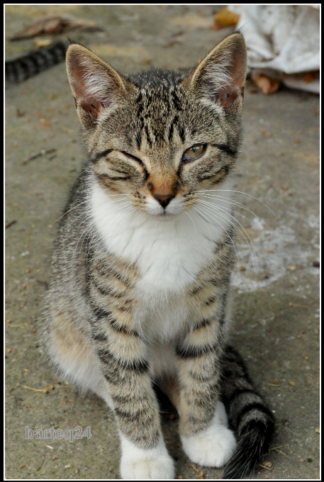 Gato mamífero fauna bigodes
