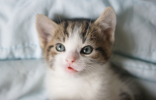 Sweet cute kitten cat Photo