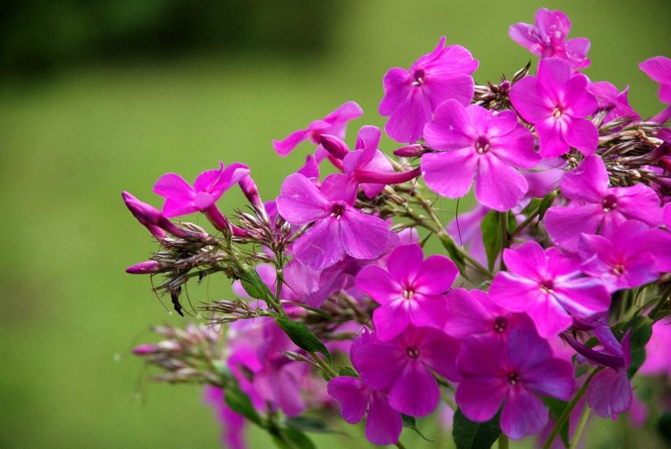 Nature blossom plant flower