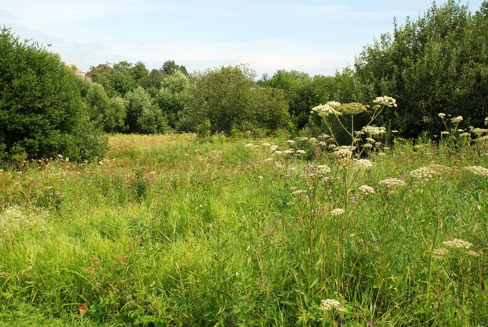 Erba pianta campo prato