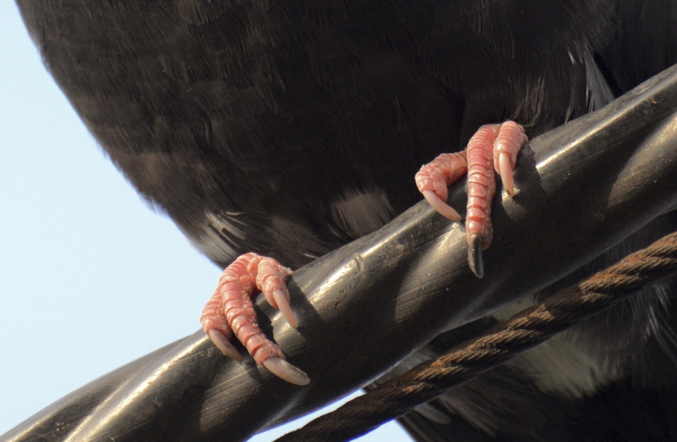 Hand nature bird leg