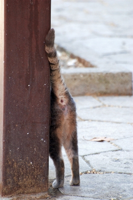 自然 木 動物 野生動物 写真