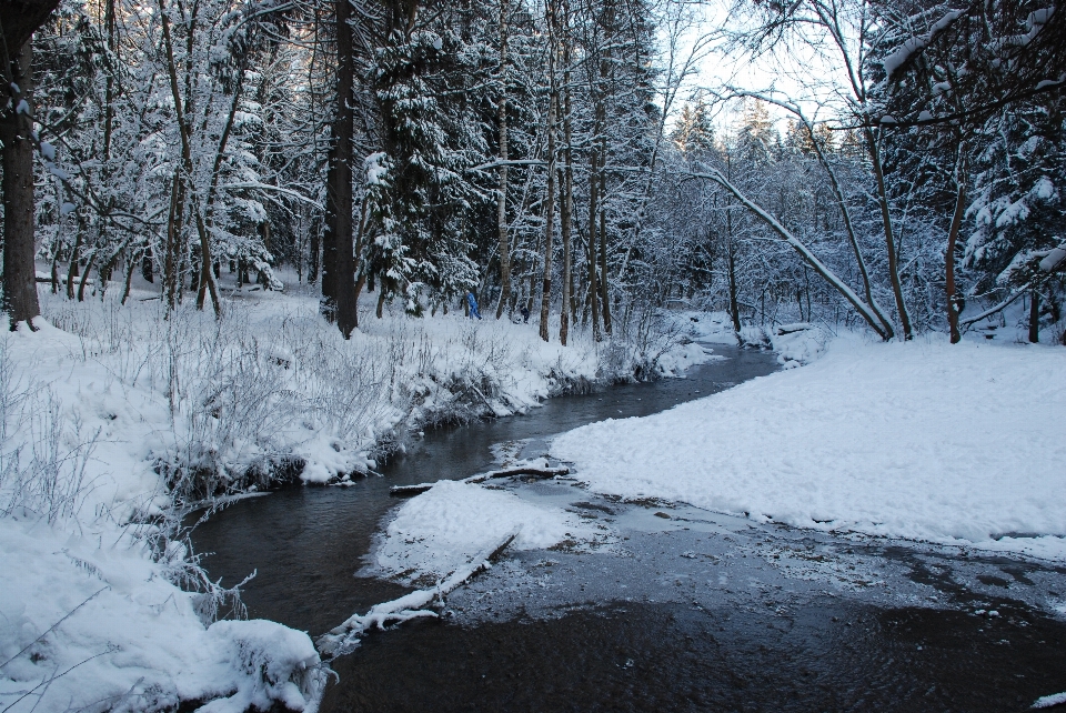 árvore natureza floresta neve