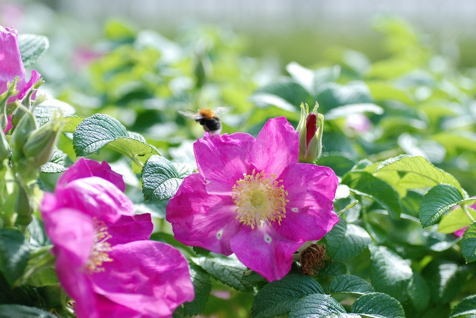 Nature blossom plant flower