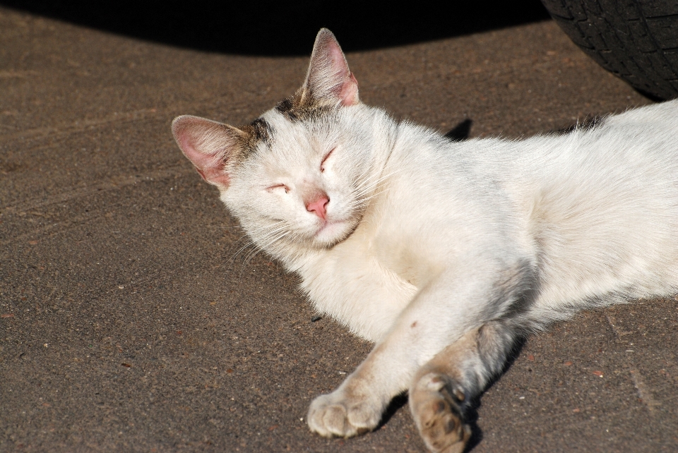 Nature animal pet kitten