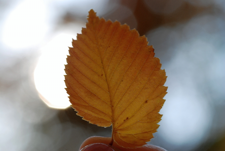 Baum zweig anlage sonnenlicht