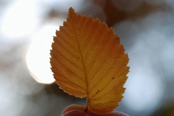 Tree branch plant sunlight Photo