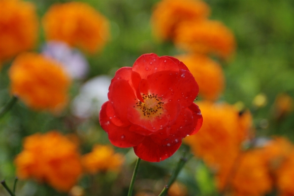 Plant flower petal nikon Photo