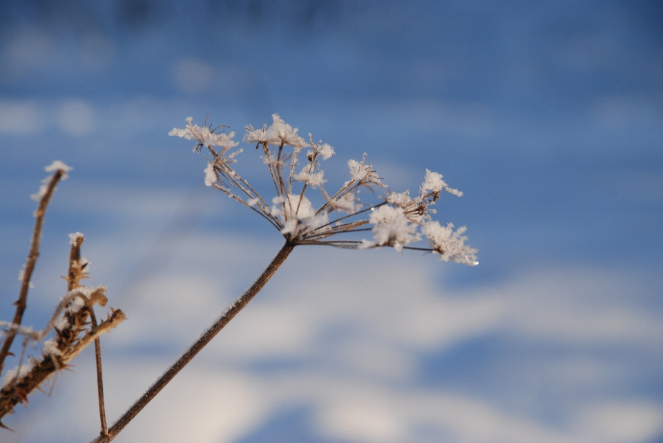 Tree nature grass branch