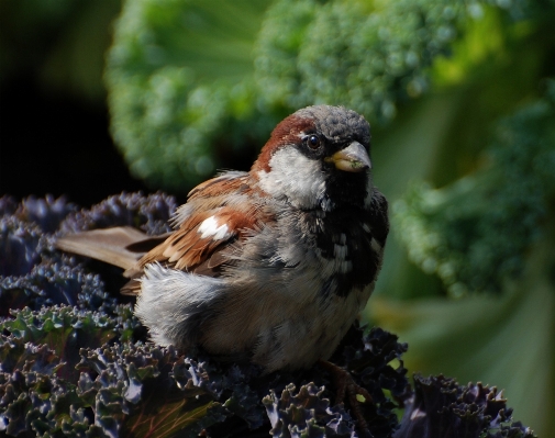 Nature branch bird flower Photo