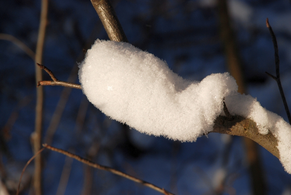 树 自然 分支 雪