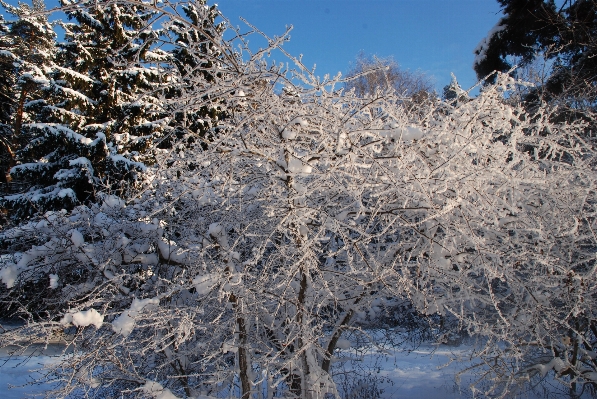 Tree wilderness branch snow Photo