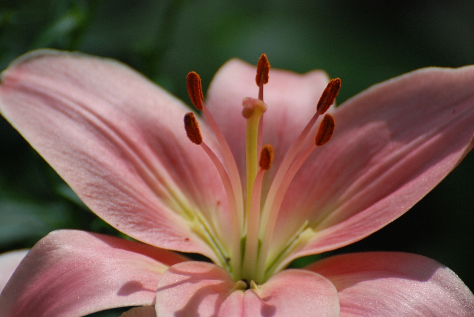 Natur blüte anlage fotografie