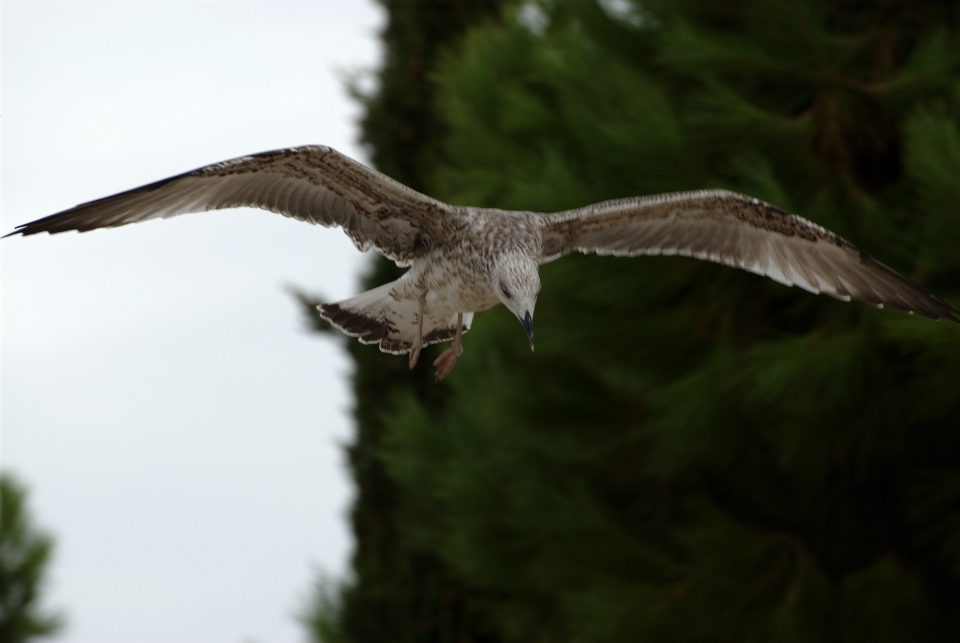 Nature oiseau aile mouette