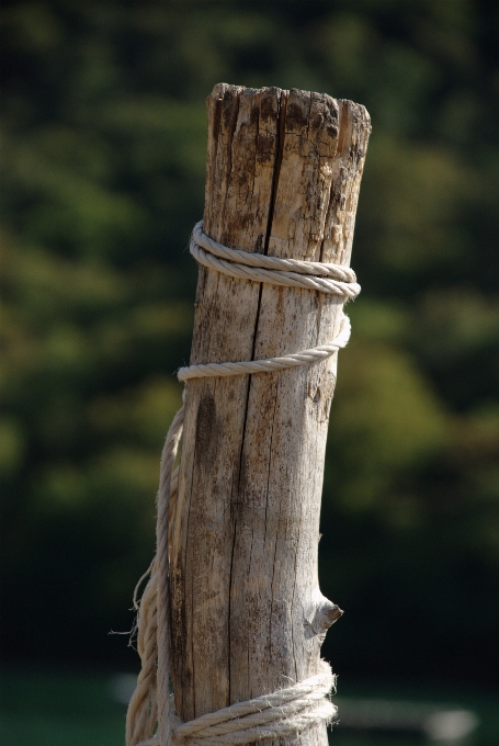 Albero legna struttura tronco