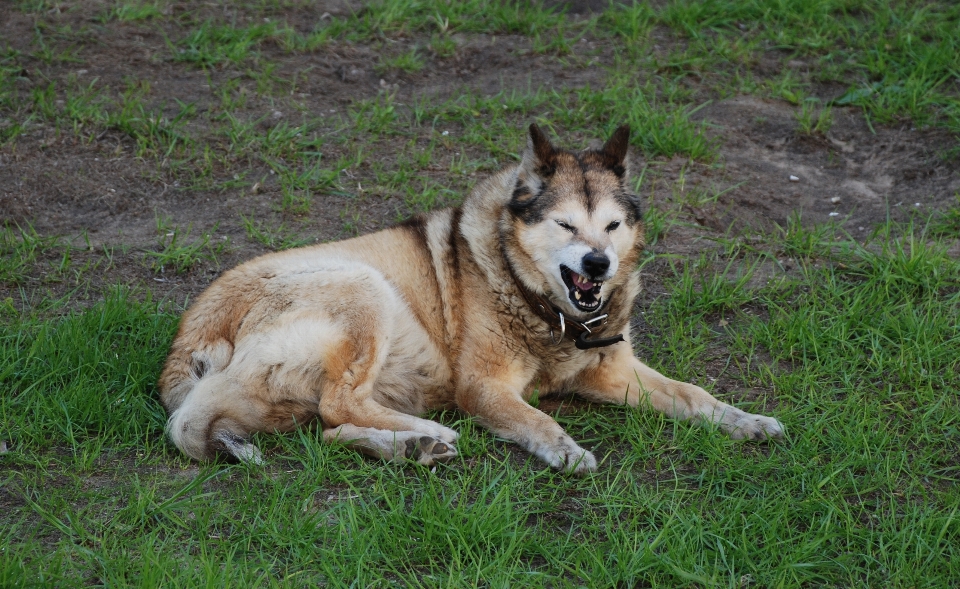 Nature dog animal pet