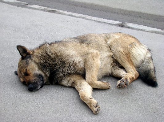 Foto Alam anak anjing satwa