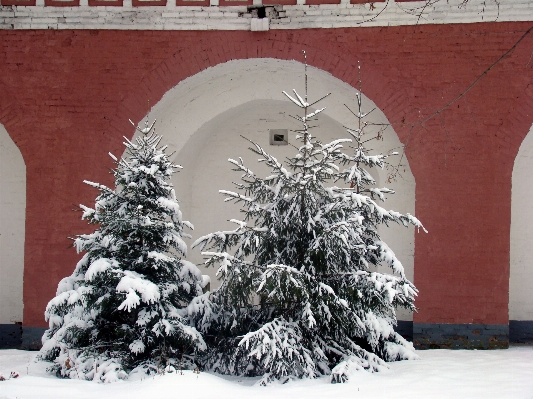 树 雪 冬天 白色的 照片