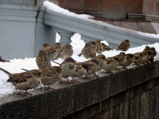 自然 鳥 木 ソニー
 写真