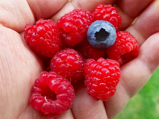 Plant raspberry fruit berry Photo