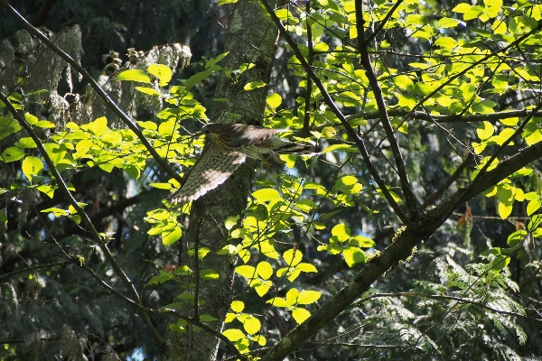 Tree nature forest branch Photo