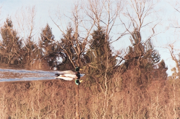 Tree branch bird prairie Photo