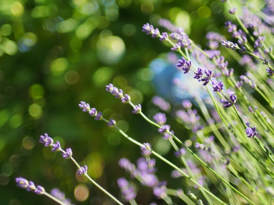 Nature grass branch blossom Photo