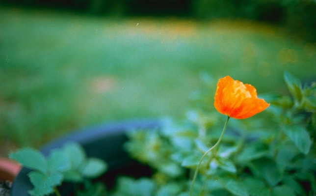 Nature bokeh plant meadow Photo