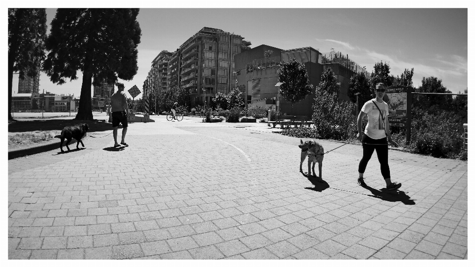 Siyah ve beyaz
 sokak fotoğrafçılık köpek