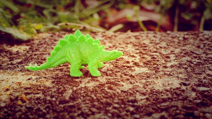 Plant plastic leaf flower Photo