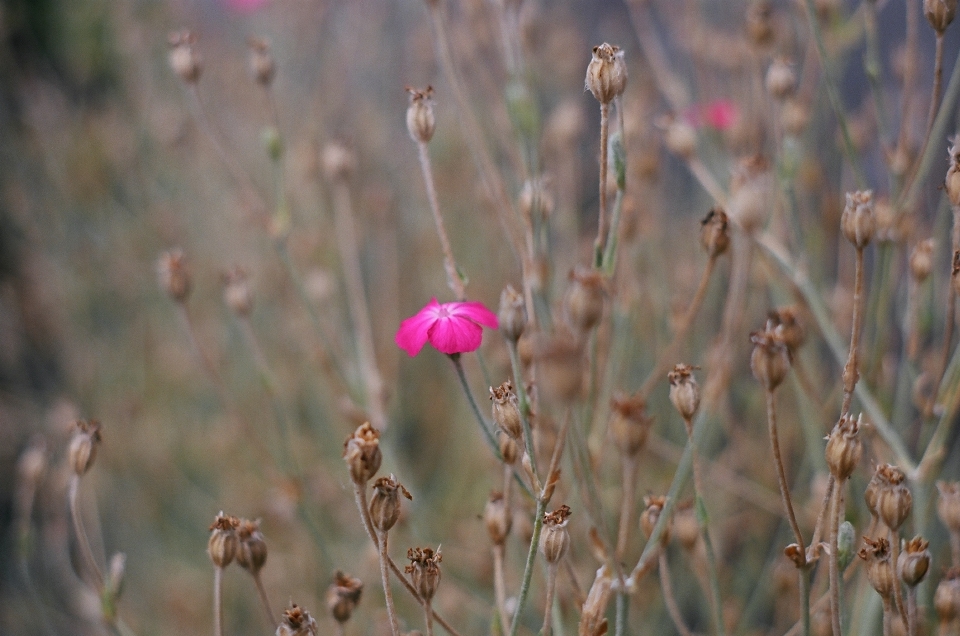 Natureza grama filial florescer