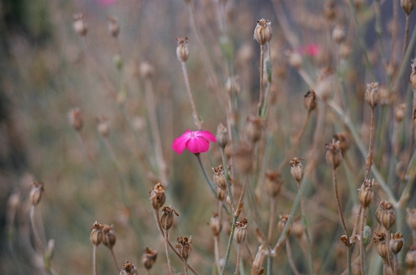 Nature grass branch blossom Photo