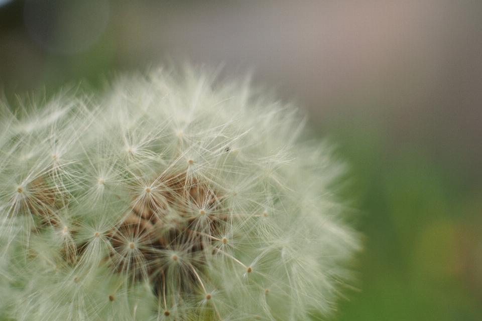 Natura trawa bokeh
 zakład