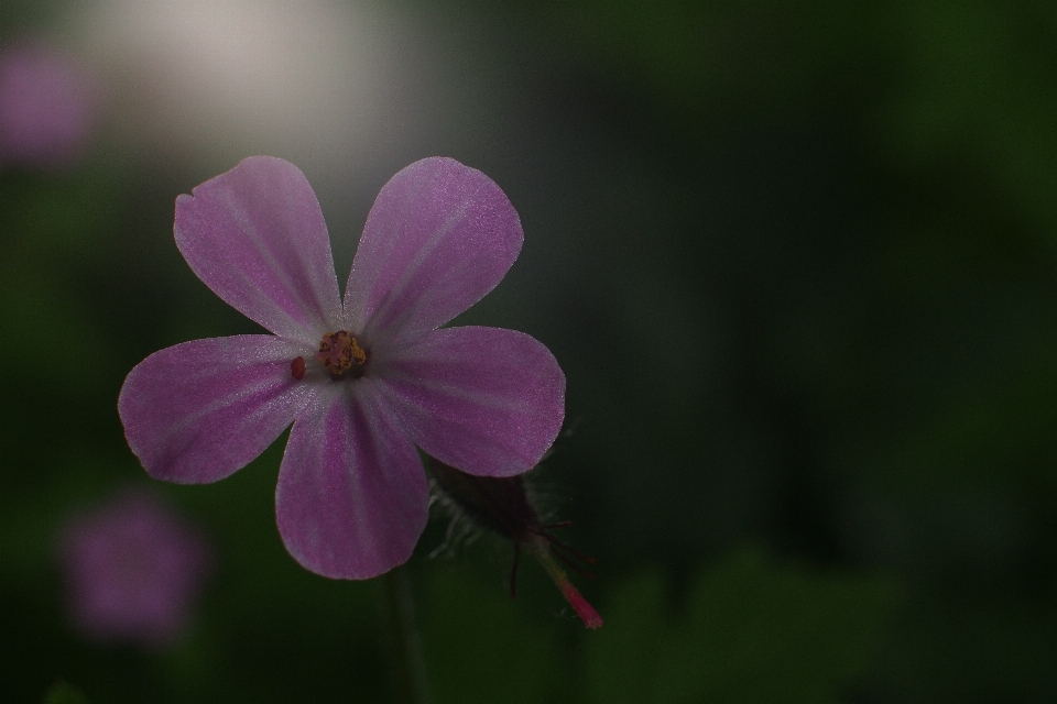 花 ライト 植物 芝生