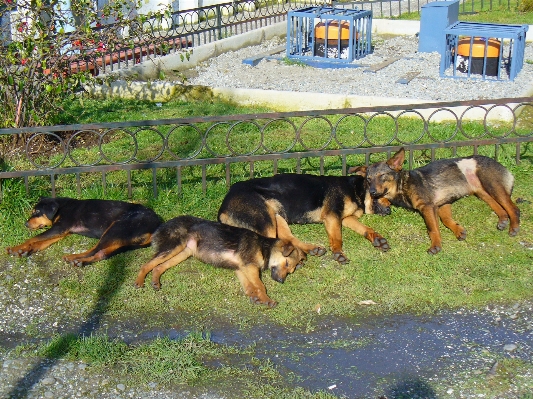 Foto Cane dormire mammifero chile