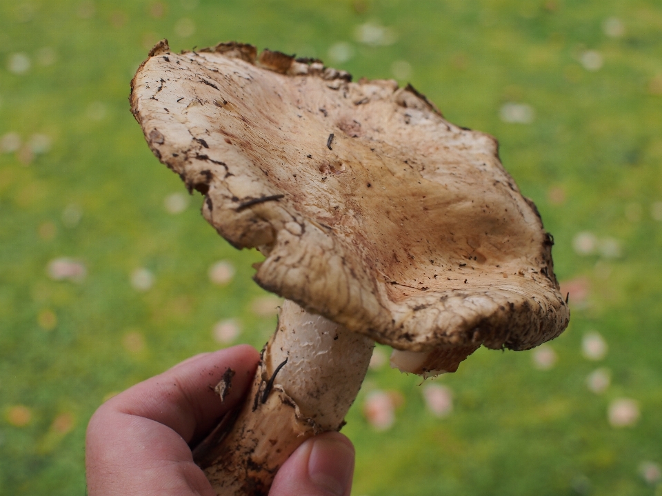 árbol naturaleza hoja trompa