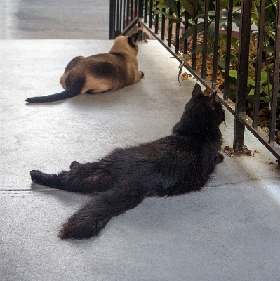 Porch cat mammal black Photo